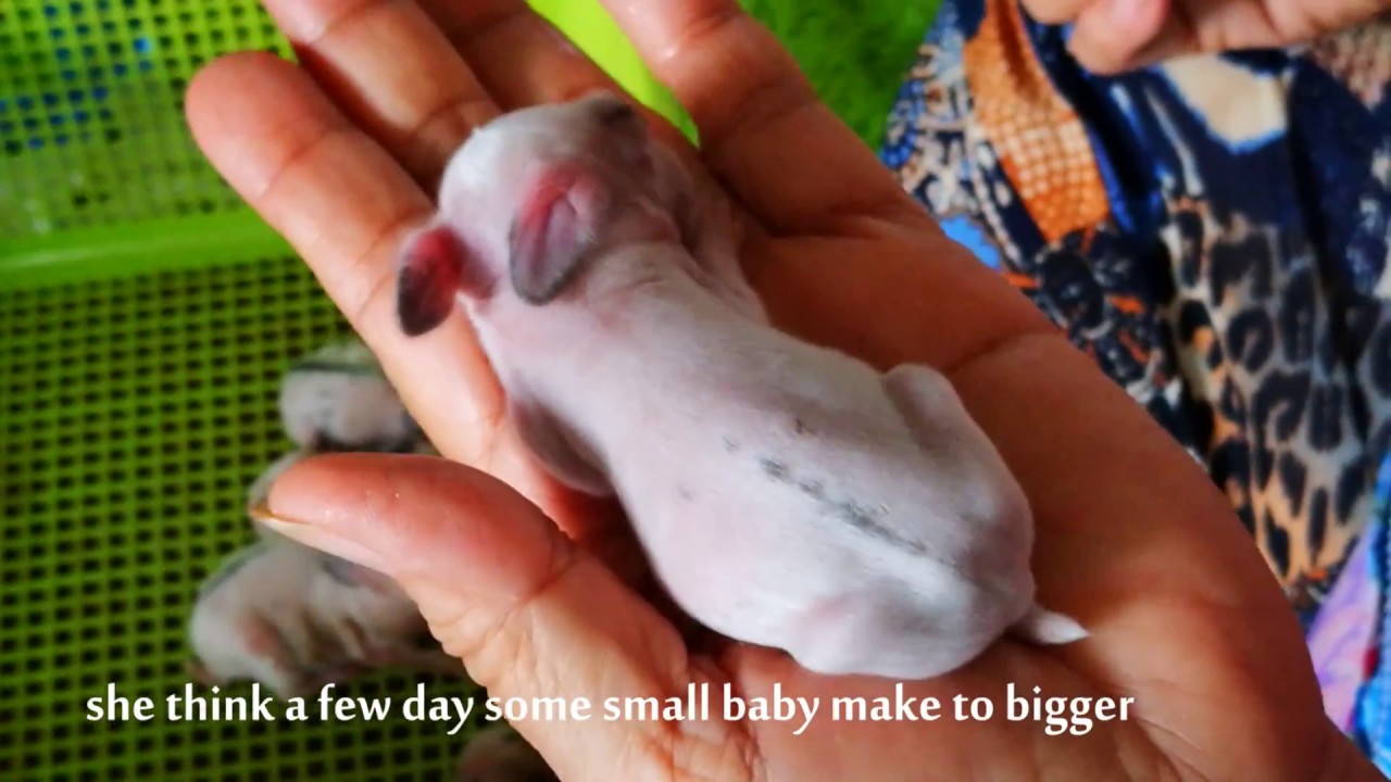 How to care rabbit baby 4th birth they are so cutie