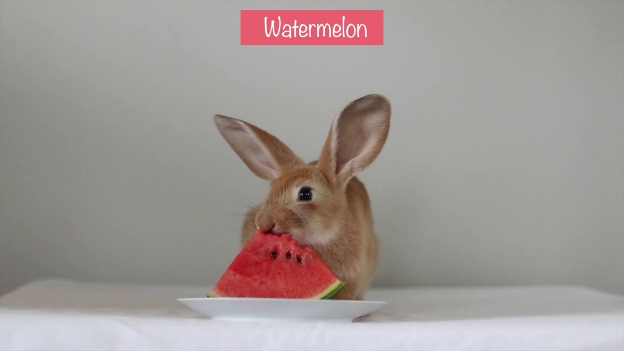 asmr - Cute rabbit eats watermelon