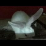 cute rabbit | rabbit breed and care