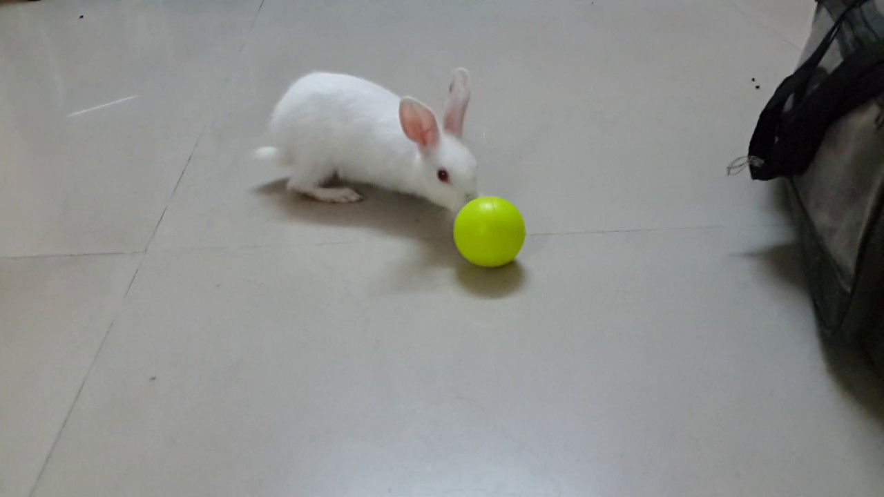 MUST WATCH VIDEO | Ultimate Cute Rabbit playing with ball | Funny Baby Bunny Videos Completion EVER