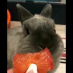 Cute Rabbit Eating Strawberries