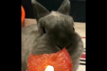 Cute Rabbit Eating Strawberries