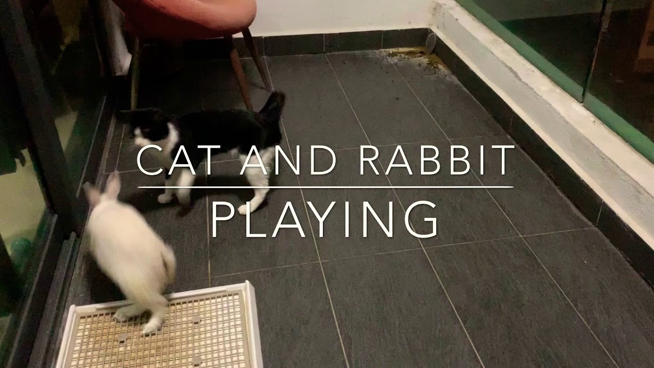 Funny cat and rabbit