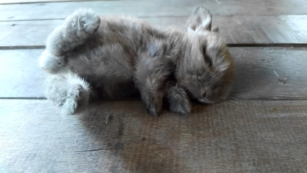 Cute baby bunny playing dead 💖💖💖
