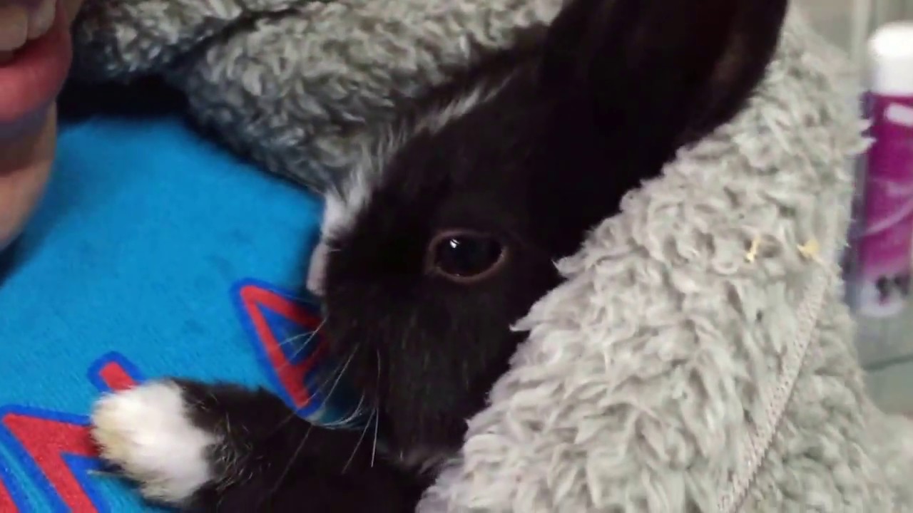 Adorável Coelho bebé com sono - Adorable baby rabbit is sleepy |Zoo Pet Shop