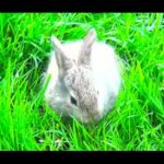 Amazing baby bunny walking for the first time, eating grass - very cute pet, intresting animal