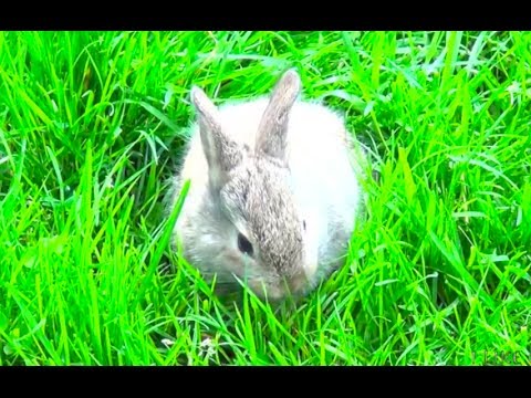 Amazing baby bunny walking for the first time, eating grass - very cute pet, intresting animal