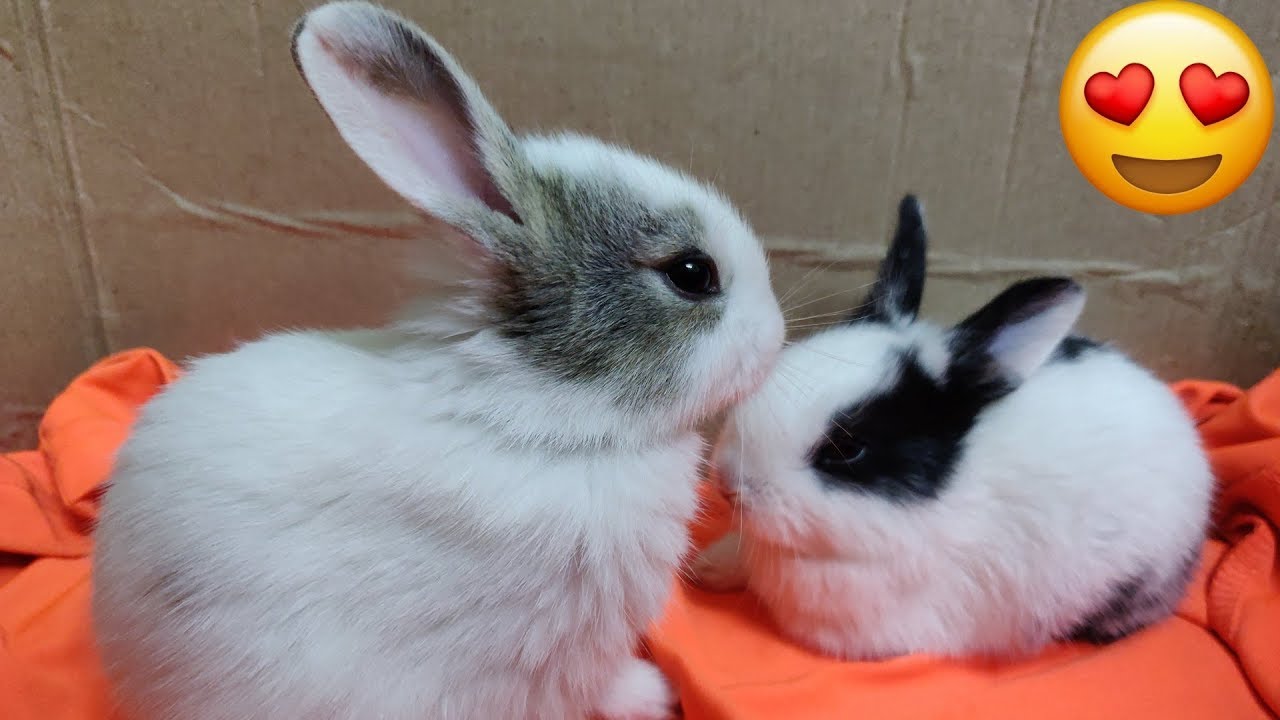 World Amazing So Little Cute Bunny Rabbits | Very Small Bunny Rabbits | Very Little Cute Rabbits