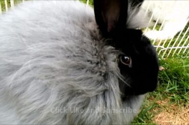 Bunny Kisses from German angora rabbit. Cute rabbit and dog video. Rabbit and dog socializing.