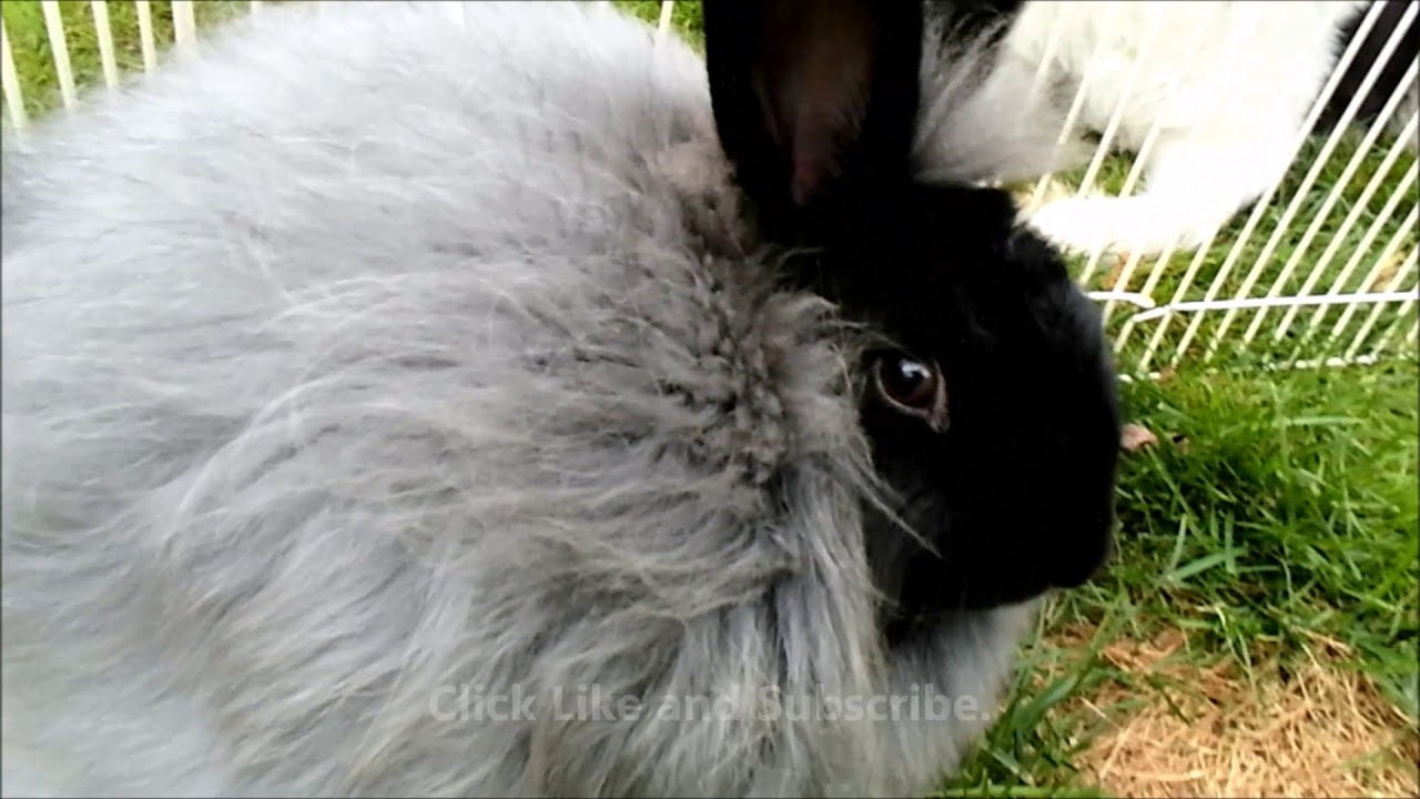 Bunny Kisses from German angora rabbit. Cute rabbit and dog video. Rabbit and dog socializing.