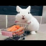 Rabbit Baby In Angry Mood|| Funny Clip 😂😂