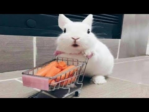 Rabbit Baby In Angry Mood|| Funny Clip 😂😂