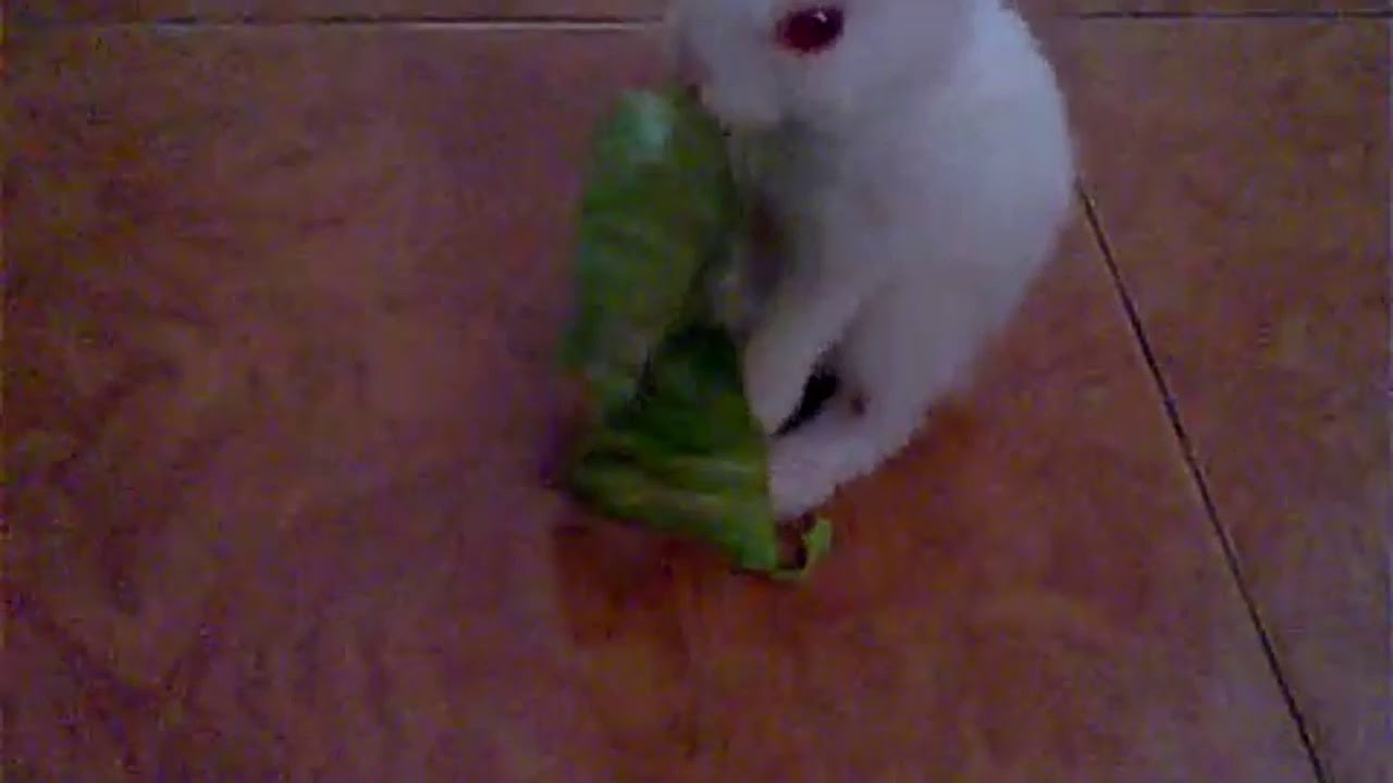 Adopted Cute bunny first bite inside our house eating cabbage leaf