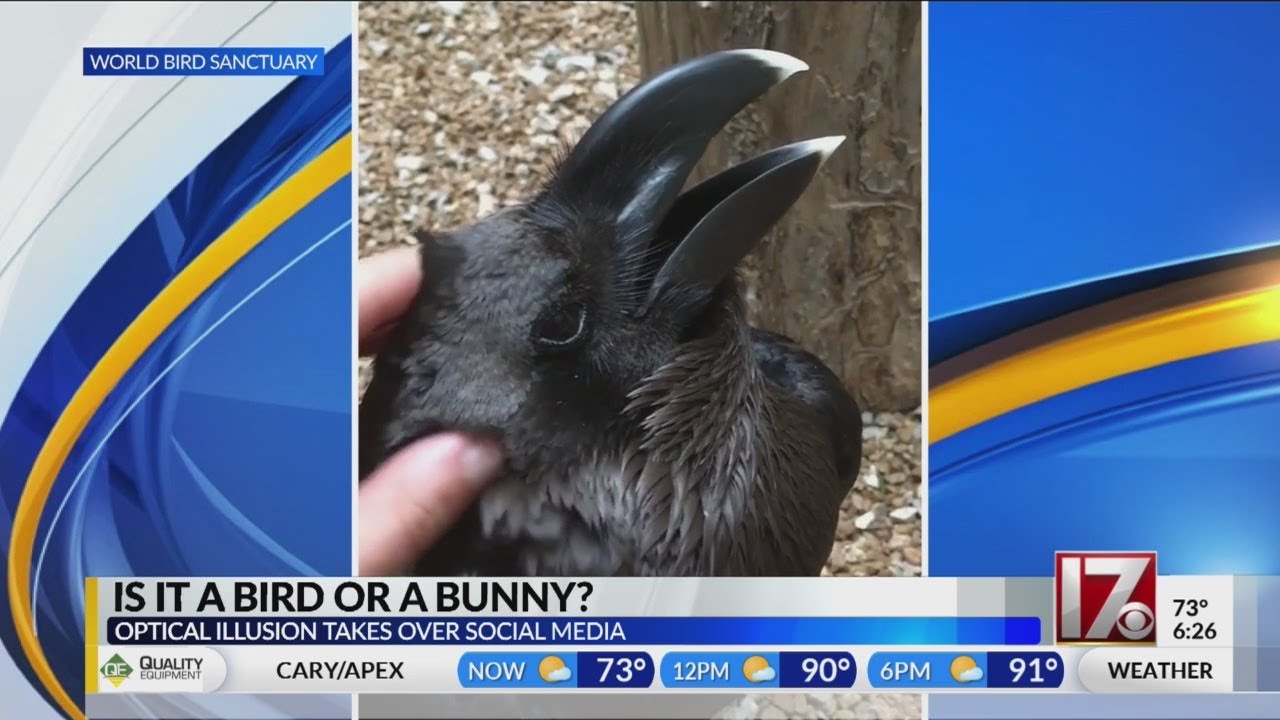 Is it a bird or a bunny?
