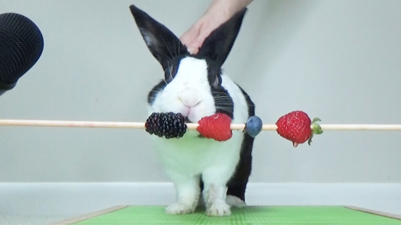 Rabbit eating berries ASMR