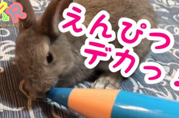 【暇つぶし】かわいいうさぎで癒される！ Cute rabbit videos  #6   Y&R channel