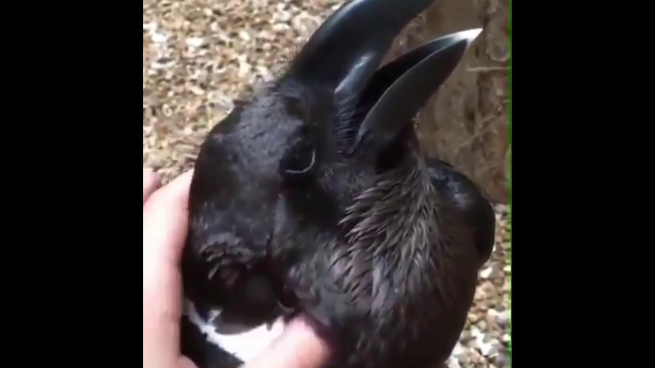Is It A Raven Or A Rabbit ?