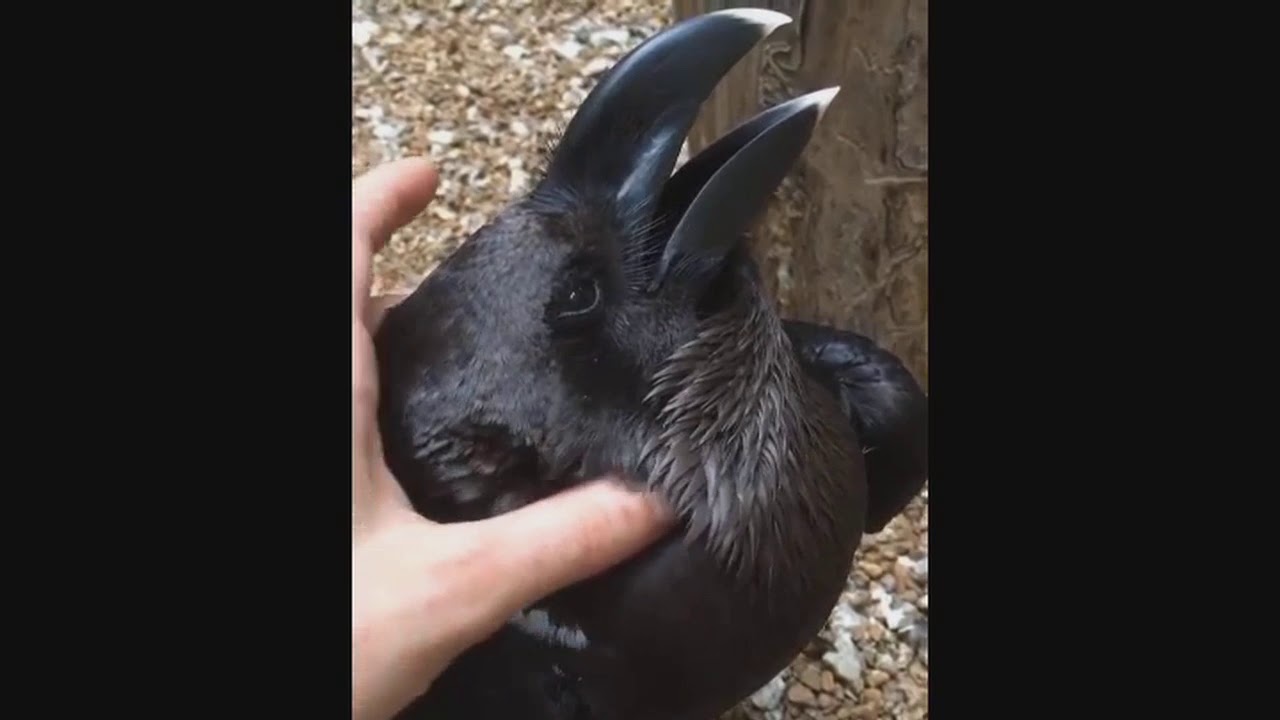 Bird or bunny? The animal video that is stumping the internet