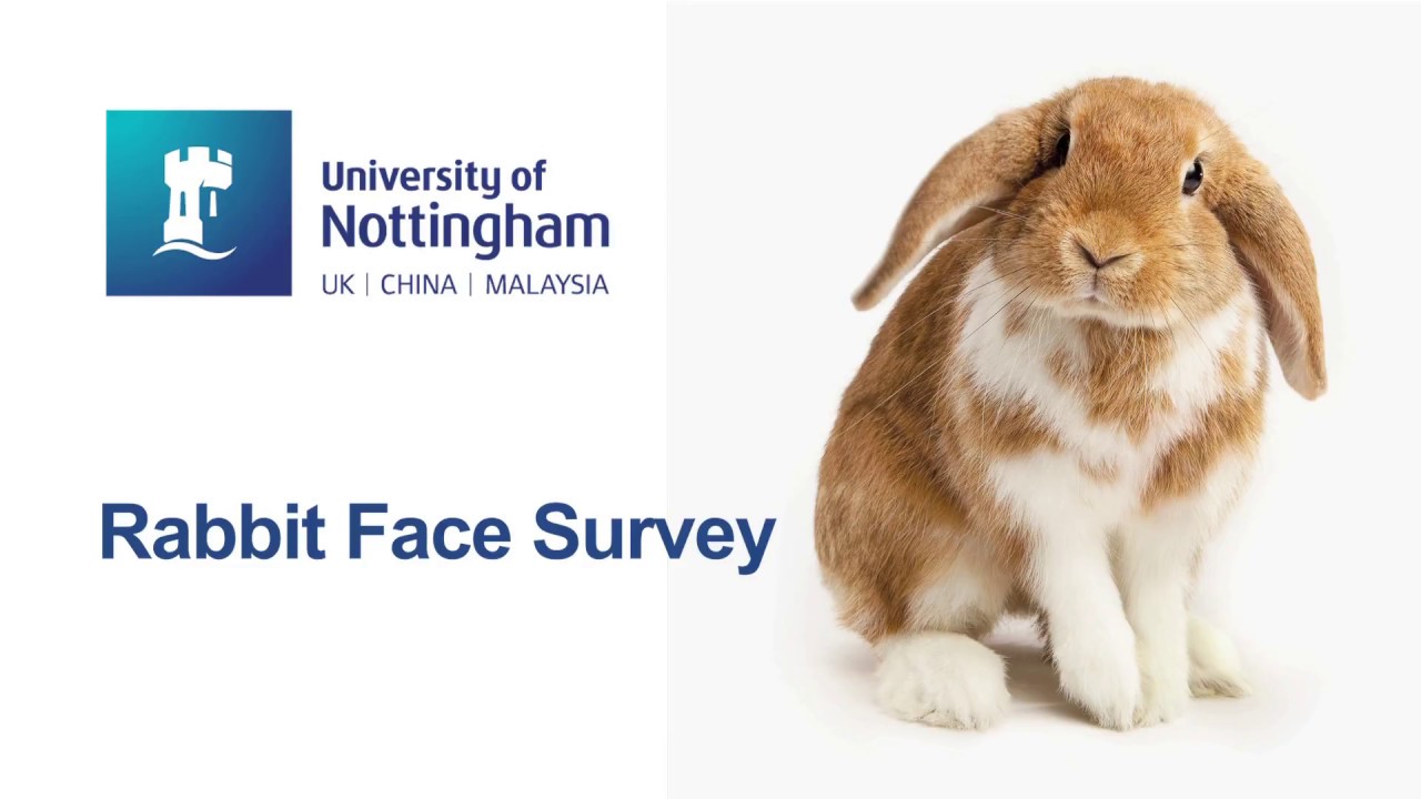 Rabbit Face Survey asks how cute are these bunnies?