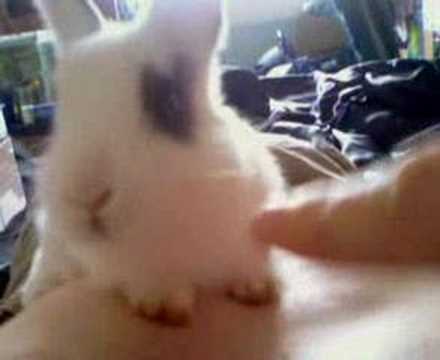 Foggy, the cutest baby rabbit