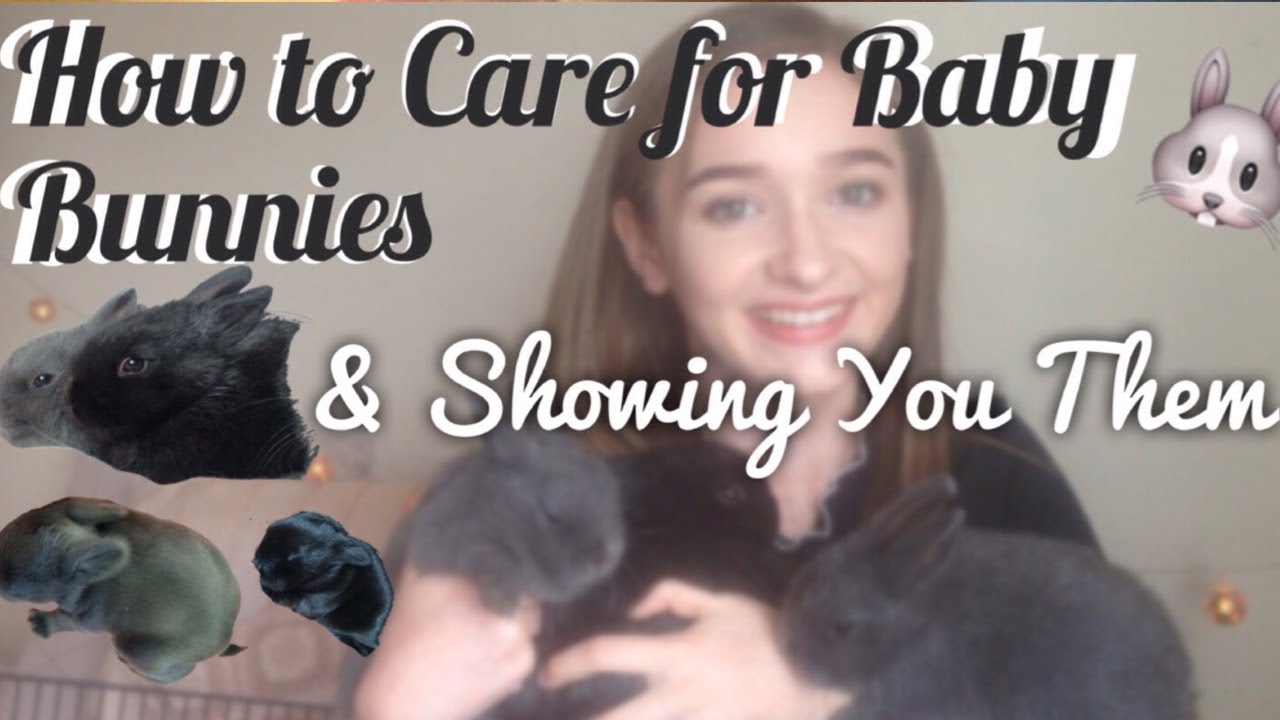 WE HAVE 3 BABY RABBITS!!HOW TO CARE FOR BABY RABBITS AND SHOWING YOU OUR BABY BUNNIES|CIELLA🐰