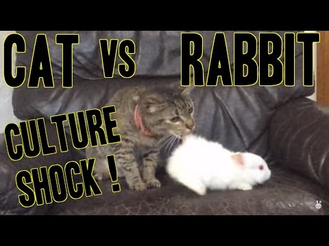 Confused Cat with Baby Rabbit