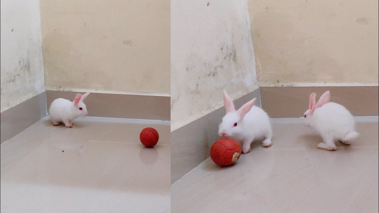 My Cute Bunny Rabbits Play With Ball || Playing Bunny Rabbits || Funny Bunny Rabbits || Funny Pets