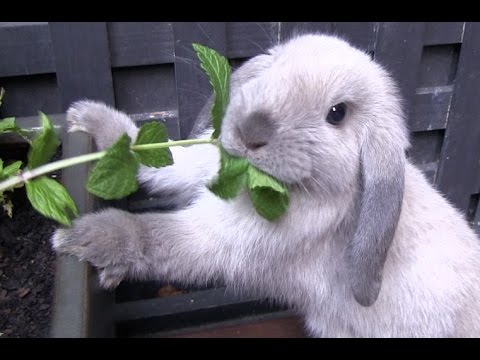 Cutest Rabbit Ever finds a plant to eat - Mini Lop bunny 8 weeks old #1