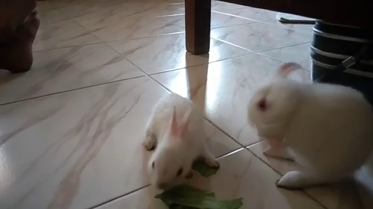Adopted New Cutest bunnies fighting for a leaf