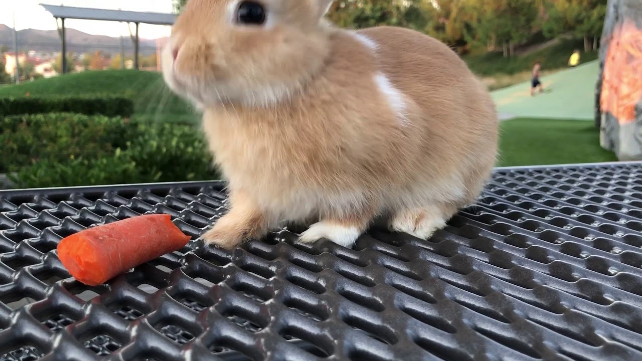 Baby bunny eating carrot at Baker Ranch Park (Lake Forest CA)
