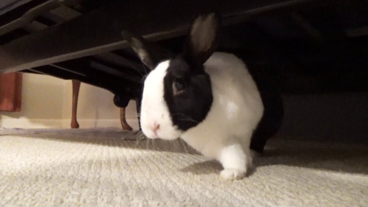 Rabbit let me pet you!