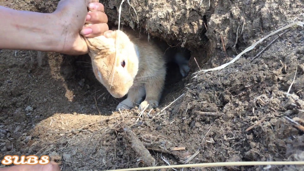 Amazing Famer Meet Two Cute Rabbit in The Deep Cave - Catch  Rabbit
