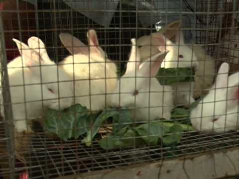 Animal Rabbits  kundellu 1