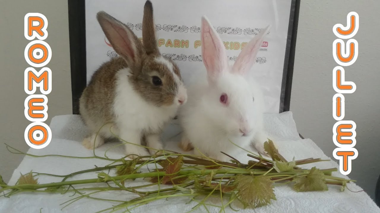 Rabbit eats grape branch ASMR -Rabbits Romeo and juliet