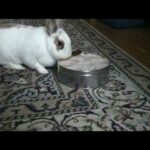 Cute rabbit steals cookies - another day! Süßes Kaninchen klaut sich Kekse!