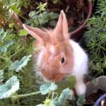 ΚΟΥΝΕΛΙ (Cute Rabbit)