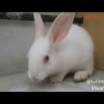 Coca Cola Funny Baby Bunny Rabbit Video Compilation-Cute Rabbit