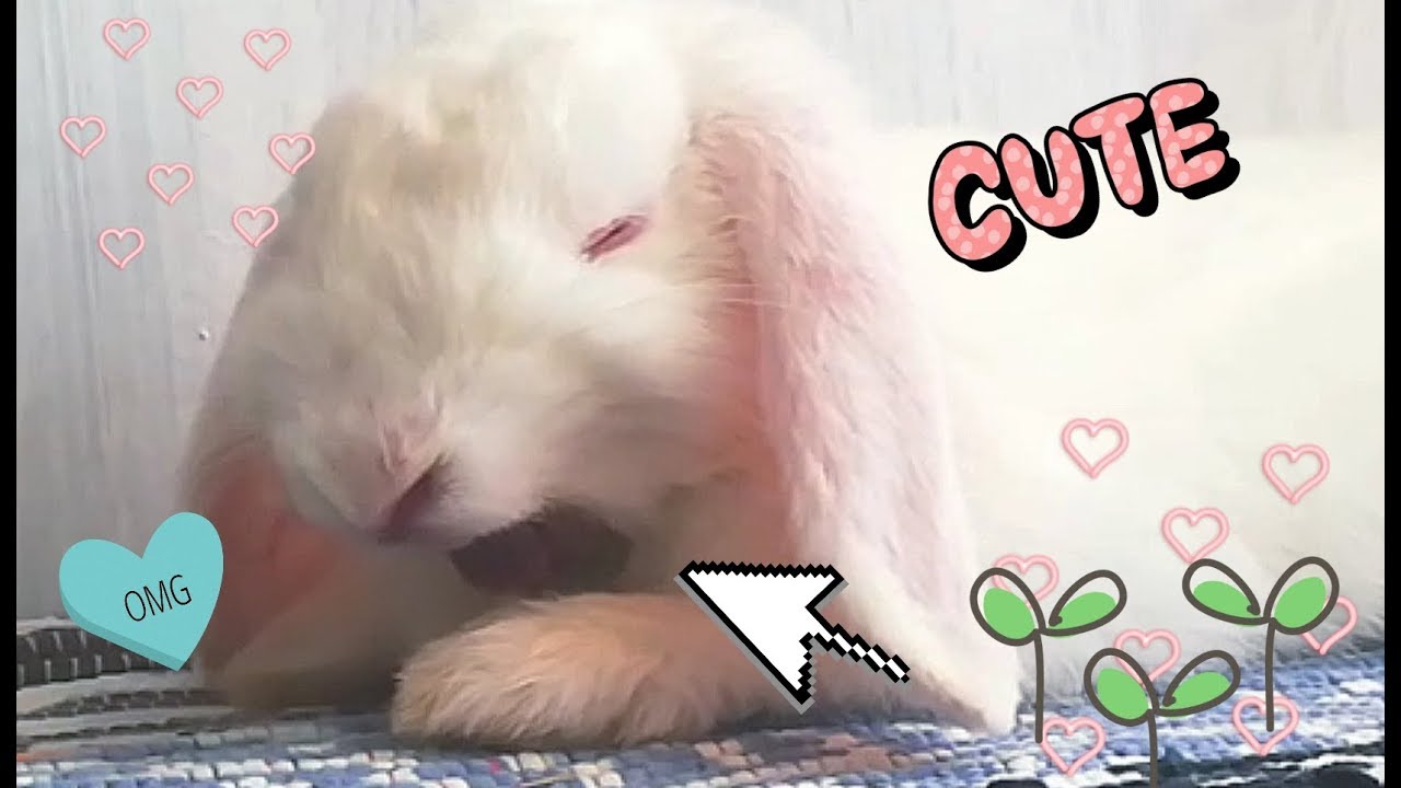 Mi coneja perezosa bostezando, Cute bunny, funny rabbit. 🐇