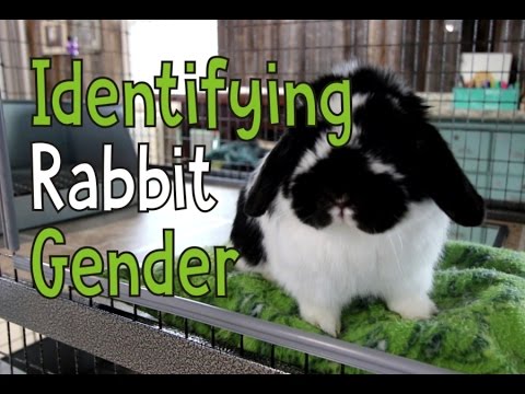 Identifying Rabbit Gender - Is My Bunny Male or Female?
