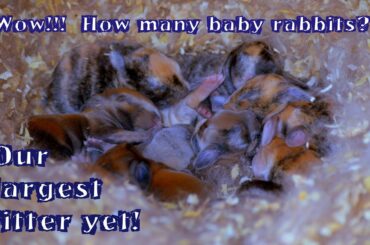 Our Largest Litter Ever! Standard Rex Baby Rabbit Kits