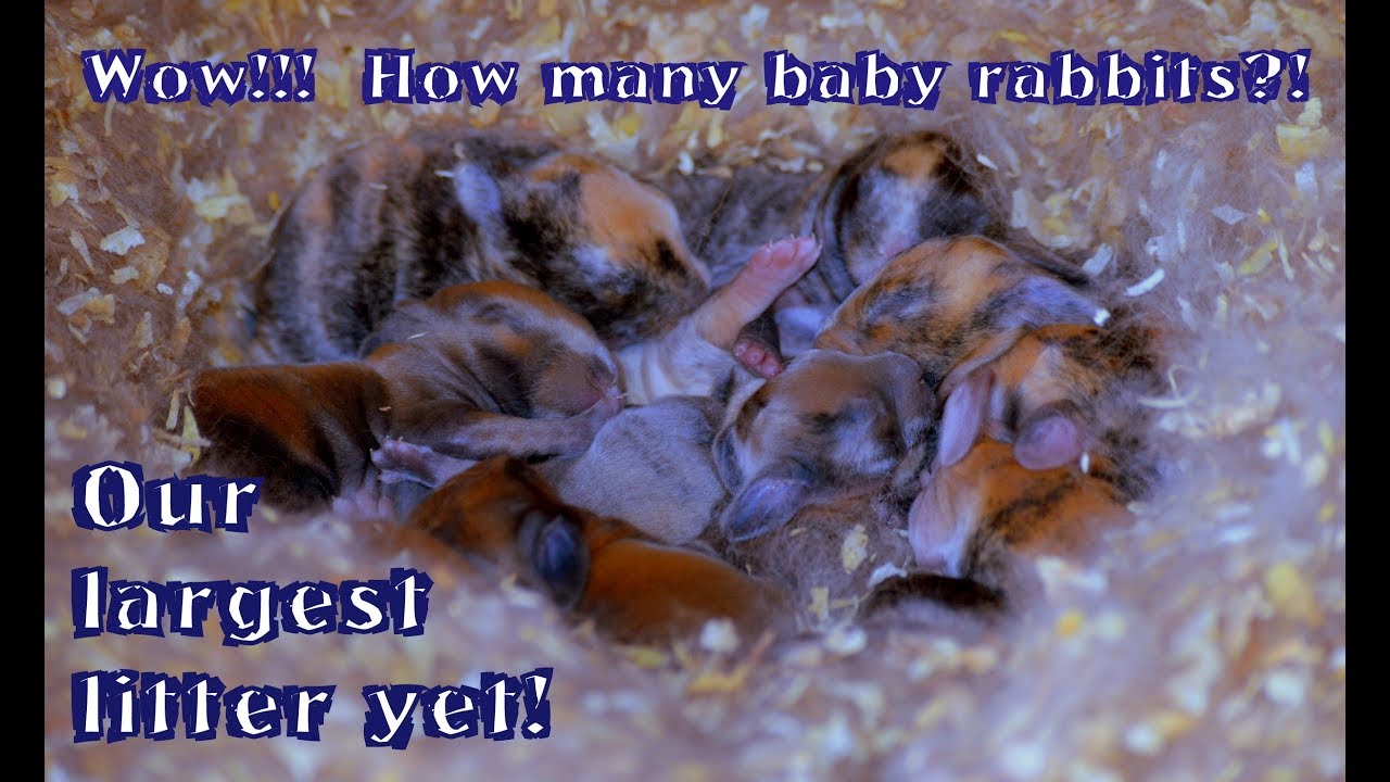 Our Largest Litter Ever! Standard Rex Baby Rabbit Kits