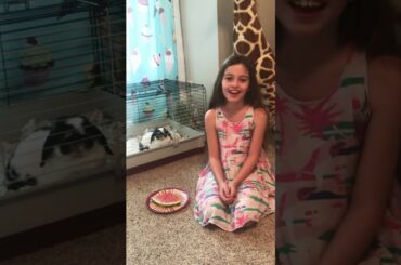 Cute Holland Lop bunny wearing watermelon lipstick