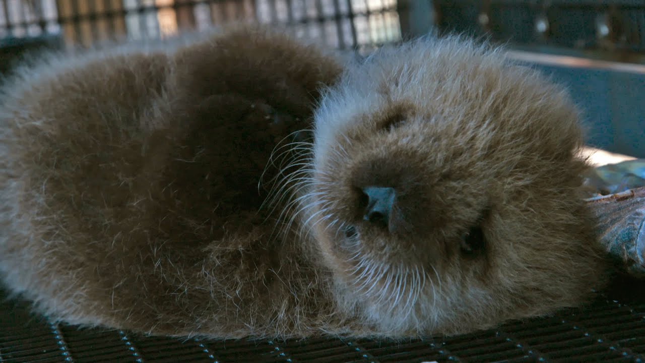 Orphan sea otter - Super Cute Animals: Preview - BBC One
