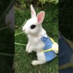 Cute rabbit WhatsApp status