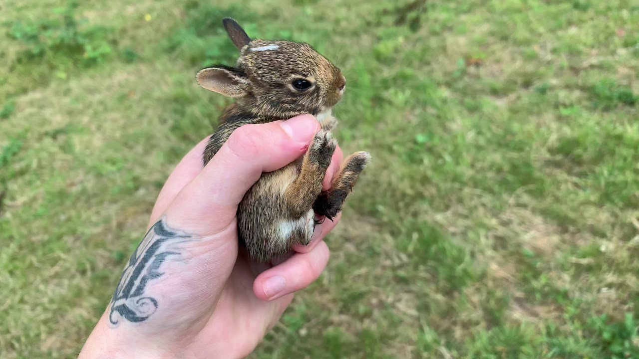 Saving baby bunny rabbit from mini aussie puppy