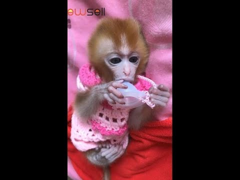 This is the first time that the baby monkey wears clothes which is made by her mother, so beautiful