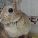 【可愛いうさぎ】 Cute rabbit that does not seem to age 60