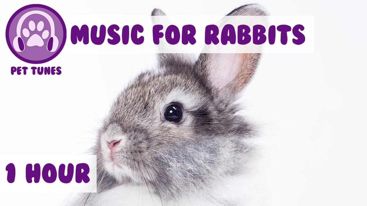 1 Hour of Rabbit Relaxation Music for Your Bunny