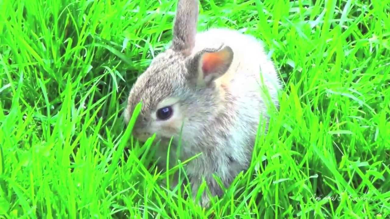Small bunny rabbit eats grass