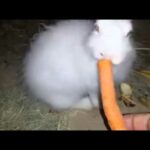 Cute Rabbit is eating a carrot noisy